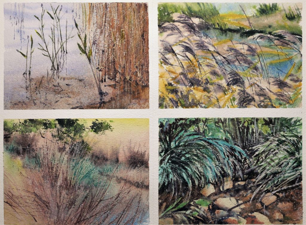 All four studies for Delving deeper into Grasses Shadows and Textures Lesson 2 (002)