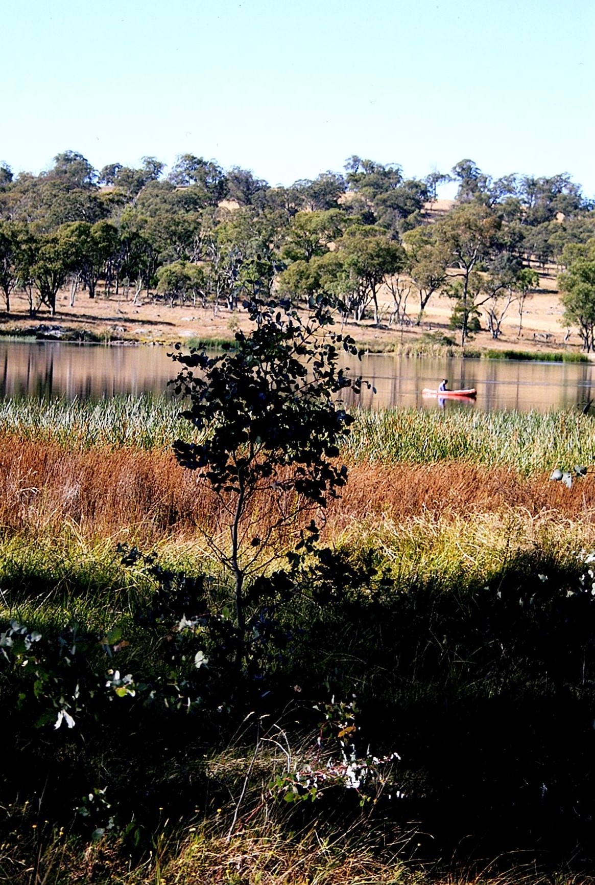 Video Lesson No 2 -Photo No 1 for Larger Painting Grasses, Shadows and Textures