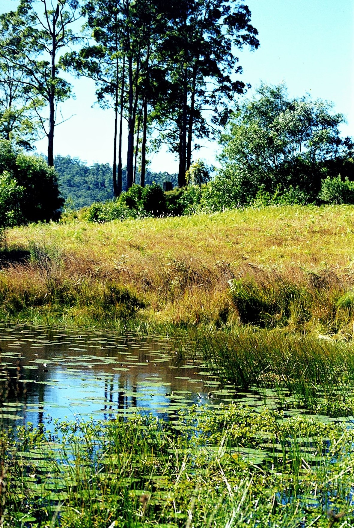 Video Lesson No 2 -Photo No 2 for larger Painting Grasses, Shadows and Texures