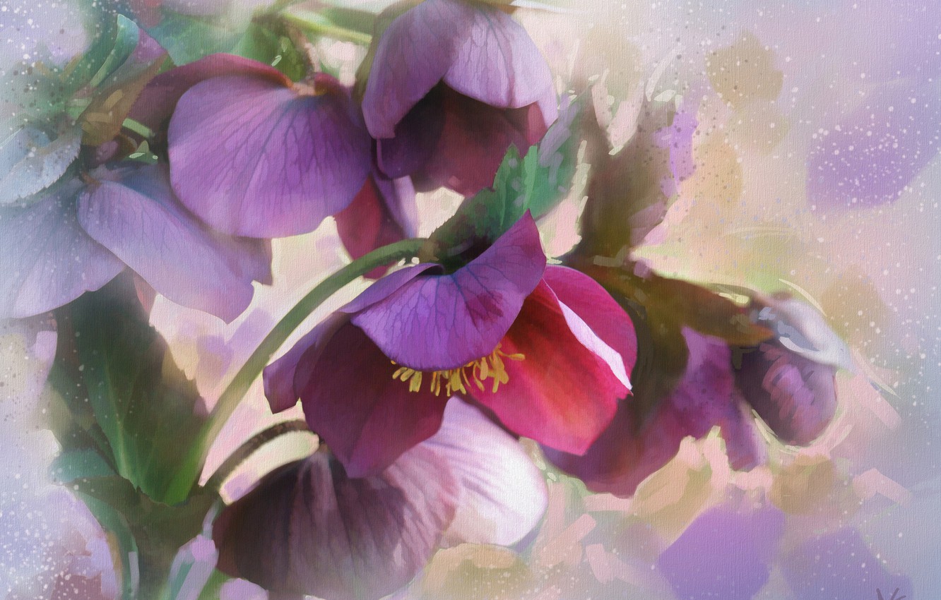 Hellebore Beauty