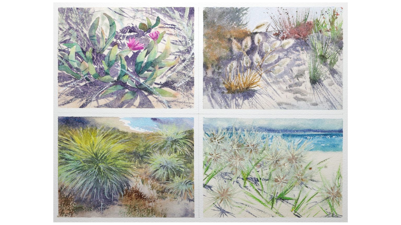 Lesson 4 Sample Paintings Seagrasses anad Textures (Pigface, Bunny Tails and Dune Grass, Tussock Grass, Spinifex Grass