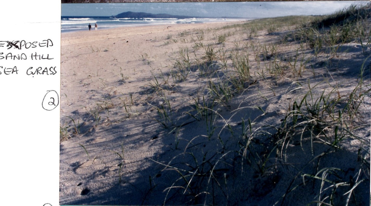 dune grass
