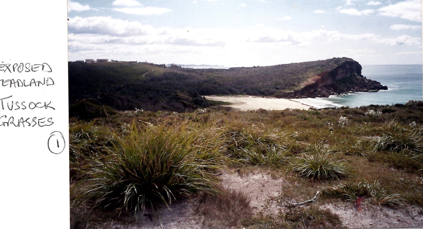 Tussock grass