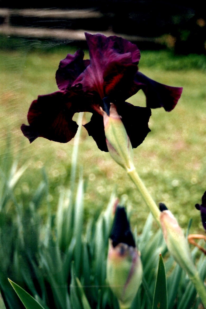 EPSON MFP image