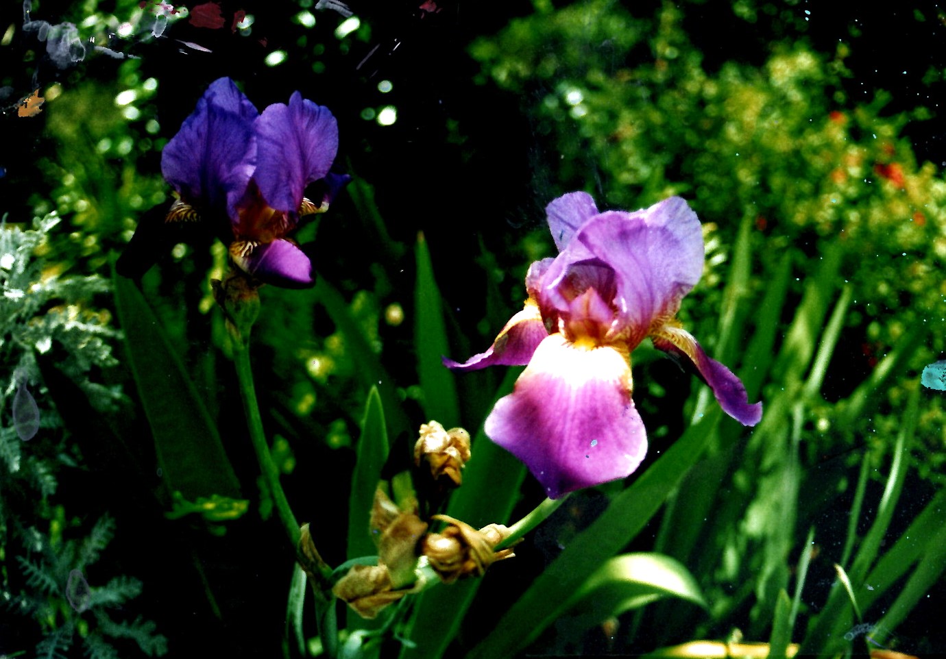 EPSON MFP image