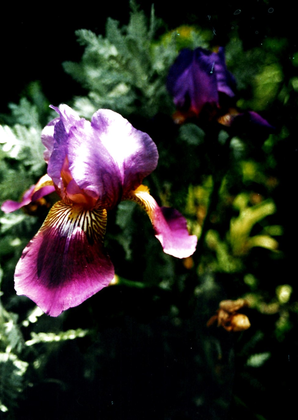 EPSON MFP image
