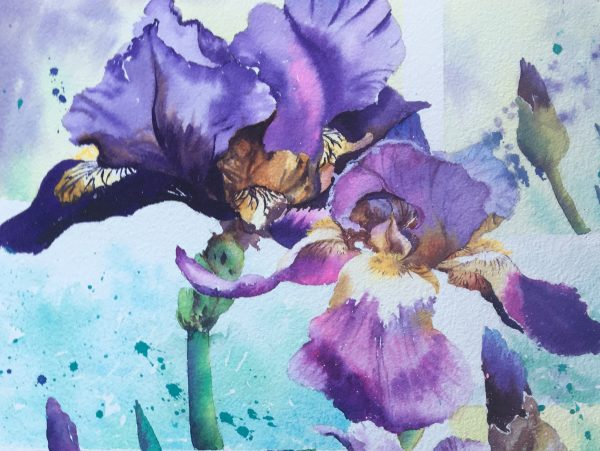 C5 Watercolour Flowers - Purple Bearded Iris